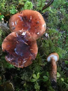 Red-brown Trich thumbnail 3