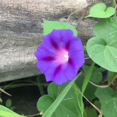 common morning-glory thumbnail 3