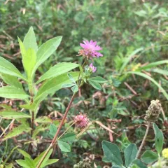 Reversed clover thumbnail 3