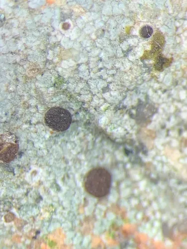 Trapelia obtegens