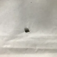 Western Striped Cucumber Beetle thumbnail 3