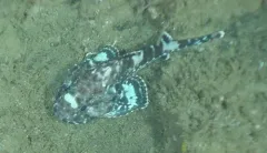 Darkfin Sculpin thumbnail 3