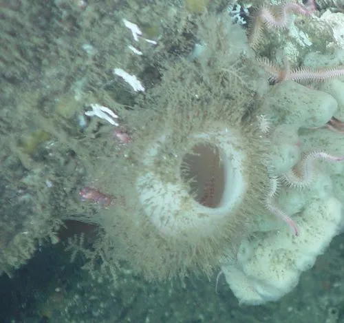 Acanthascus solidus