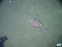 Pacific Dover Sole thumbnail 2