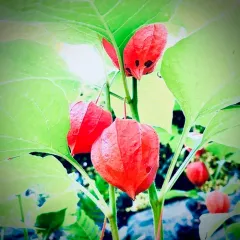 Japanese-lantern thumbnail 2