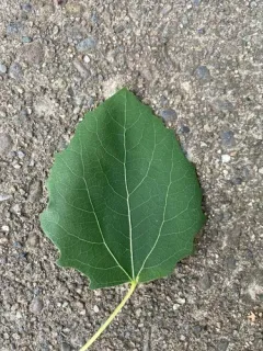 European aspen thumbnail 2