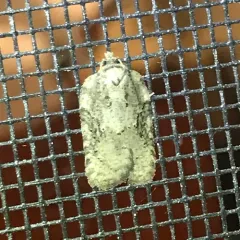North American Black-headed Birch Leaffolder Moth thumbnail 1