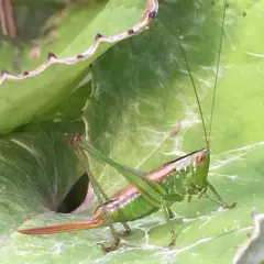 Short-winged Meadow Katydid thumbnail 2