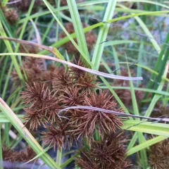 Fragrant flatsedge thumbnail 4