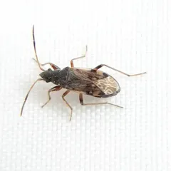 Diffused Seed Bug thumbnail 1