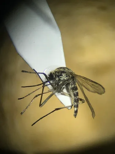 Aedes spencerii