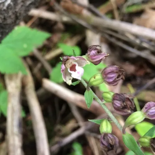 Broad-leaved helleborine