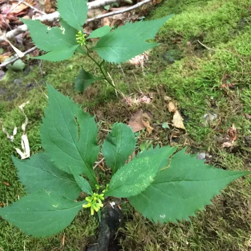 broad-leaved goldenrod
