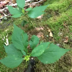 broad-leaved goldenrod thumbnail 1
