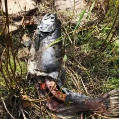 Chinook Salmon thumbnail 4