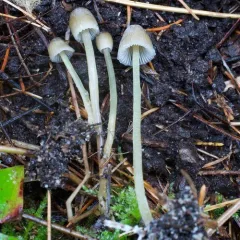 Yellowleg Bonnet thumbnail 2