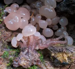 Neocudoniella albiceps thumbnail 3