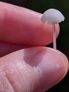 Delectable Bonnet thumbnail 3