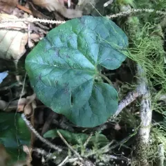 Western Wild Ginger thumbnail 2