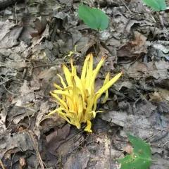 Golden Spindles thumbnail 5