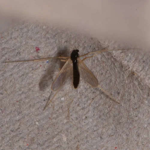 Phaenopsectra dyari