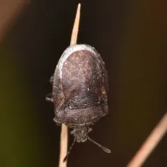 Amaurochrous cinctipes thumbnail 1