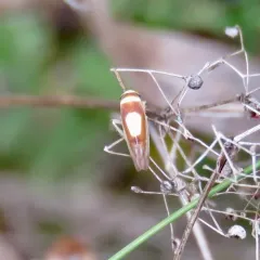 Saddled Leafhopper thumbnail 2