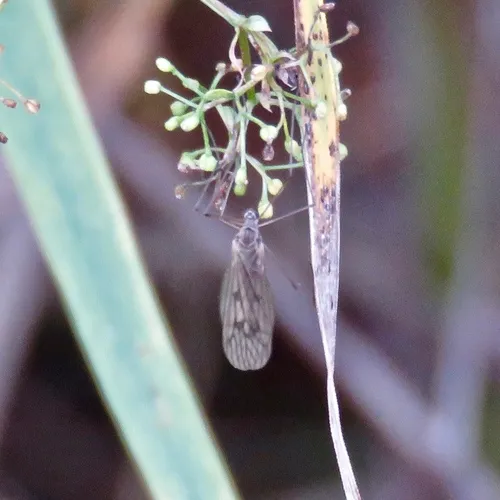 Trichocera bimacula