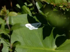 Chalky Wave thumbnail 3