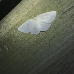 Yellow-dusted Cream Moth thumbnail 3