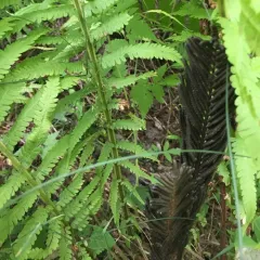 ostrich fern thumbnail 1