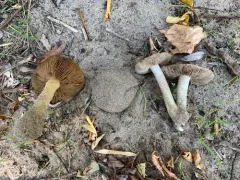 Inocybe serotina thumbnail 2