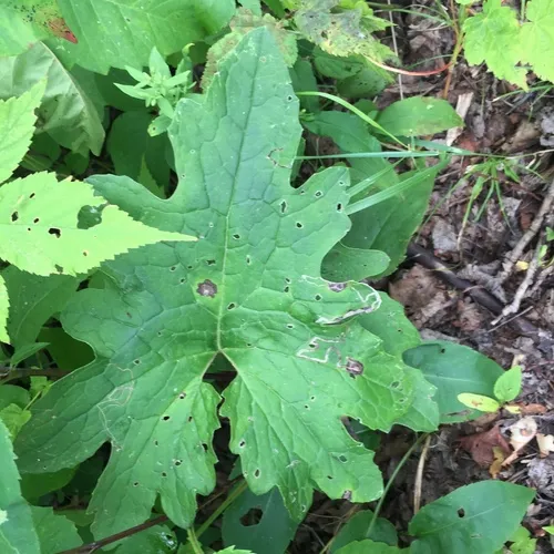 Arctic Butterbur