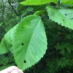 American elm thumbnail 1
