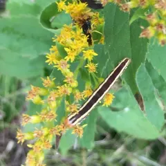 Striped Garden Caterpillar Moth thumbnail 2