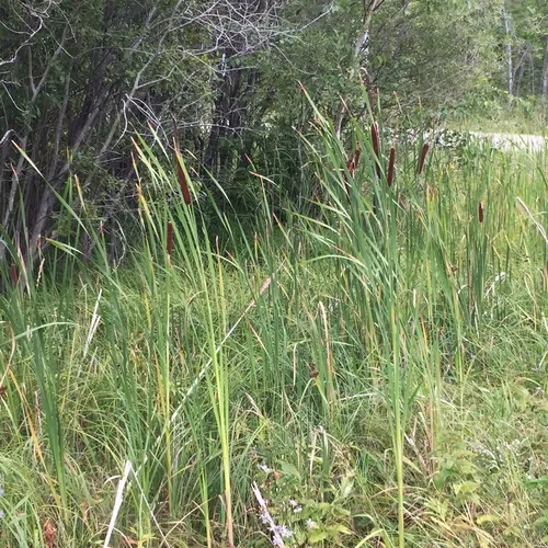 broadleaf cattail