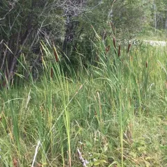 broadleaf cattail thumbnail 1