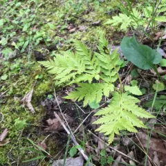 rattlesnake fern thumbnail 1