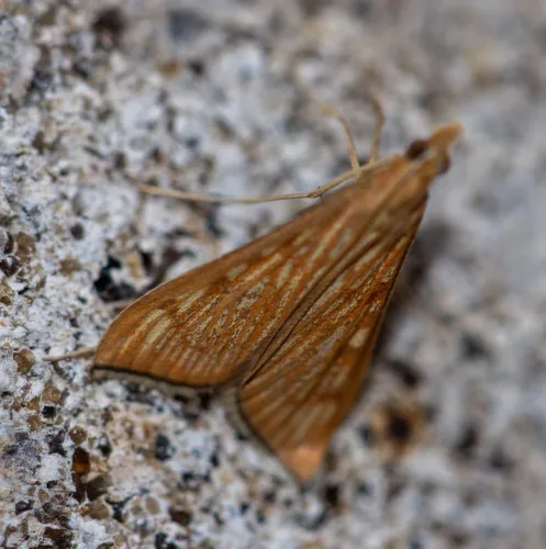 Sesame Leafroller