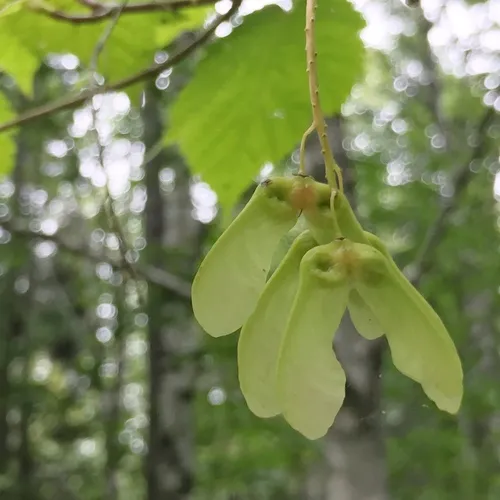 Mountain Maple