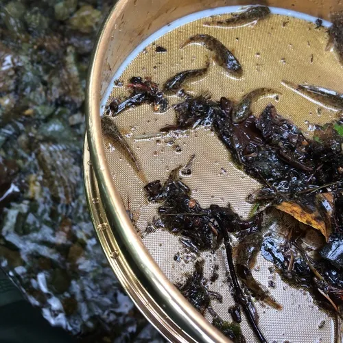 Slimy Sculpin
