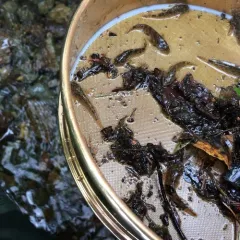 Slimy sculpin