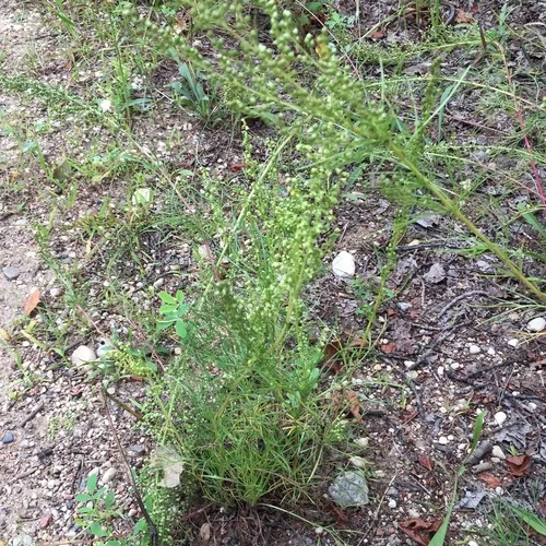 Field Sagewort