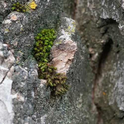 Blunt-leaved Bristle Moss