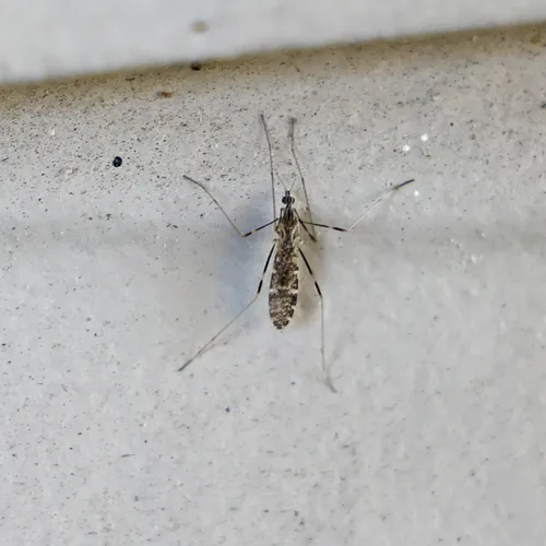 Erioptera distincta