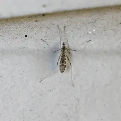 Erioptera distincta thumbnail 1