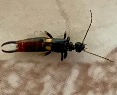 Bone-house Earwig thumbnail 2