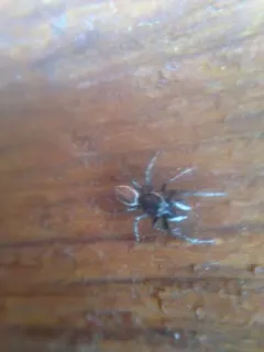 Salticus peckhamae thumbnail 3