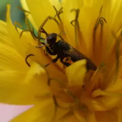 Thecophora propinqua thumbnail 4