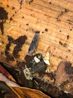 Catonia carolina thumbnail 4